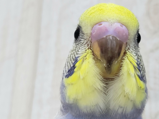 不思議な柄？レインボーパイドセキセイインコ