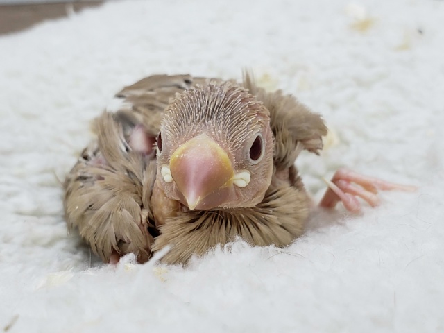 人気です！シナモン文鳥入荷です。