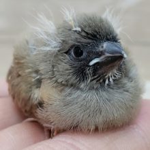 キンチョウのヒナヒナ入荷です～。