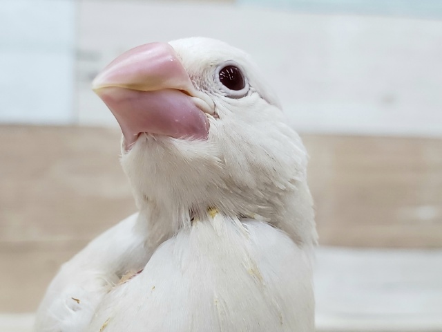好奇心旺盛！シナモン文鳥？入荷です。