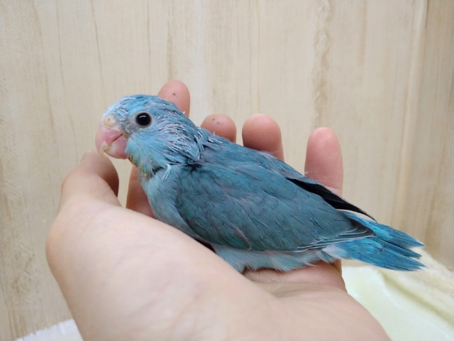 マメルリハブルーの女の子ちゃん！来ましたよ～