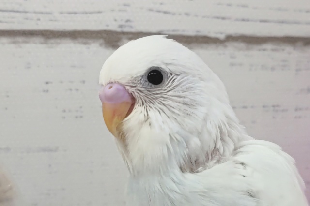 真っ白鮮やか〜🤍　セキセイインコ(ホワイトダブルファクター)