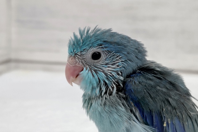 様々なブルー入ってます💙　マメルリハインコ(ブルー)