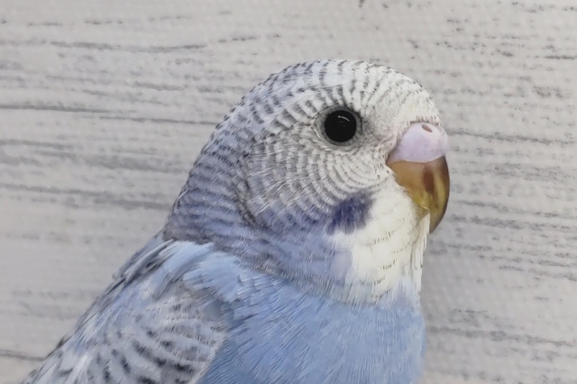 クリッと黒目が可愛らしい☺️　セキセイインコ(スパングル)