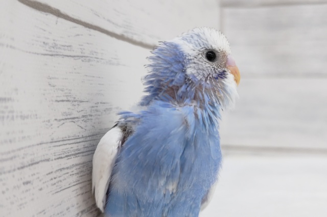 元気いっぱいやんちゃ🌥️　セキセイインコ(パイド)