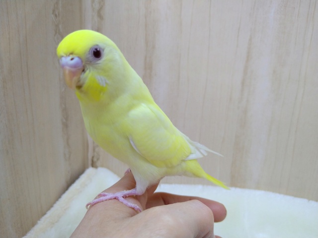 とっても甘えん坊！なセキセイインコちゃんいますよ〜