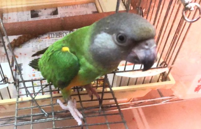 セネガルパロットの入荷予定となります～～　小山店☆