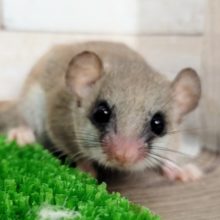 久しぶりの入荷❤アフリカヤマネ来ました〜❤