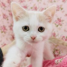 マンチカンの女の子入荷しました〜❤