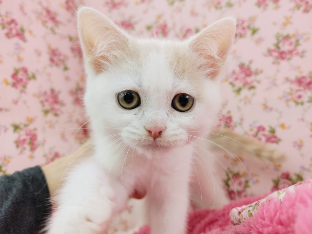 マンチカンの女の子入荷しました〜❤