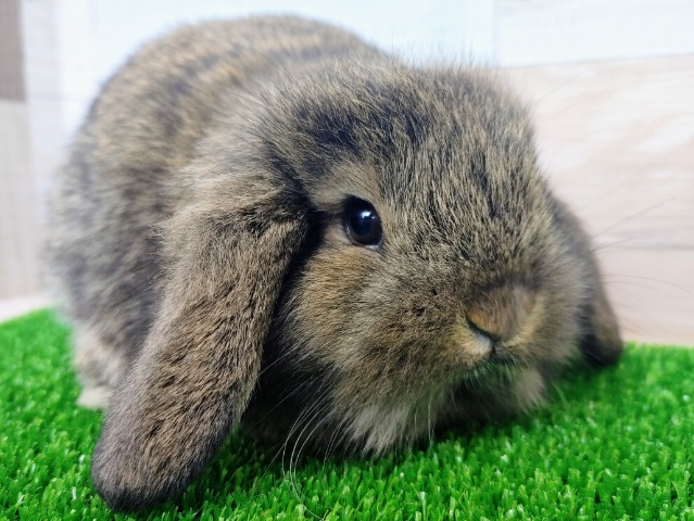 まん丸ボディー❤ロップイヤーラビットさん入荷しました〜❤