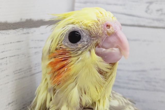 個性的な模様に注目〜🧡　オカメインコ(シナモンパールパイド)