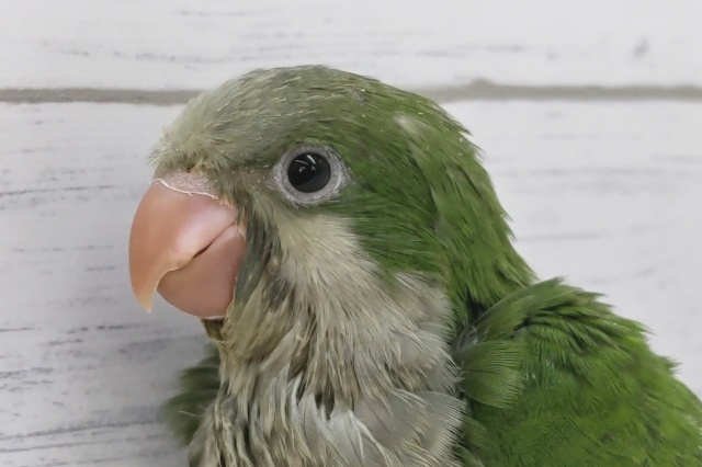 眩しいグリーンカラー🍀　オキナインコ(ノーマル)