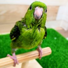 最新画像更新❤サザナミインコノーマル入荷です。