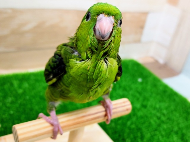 最新画像更新❤サザナミインコノーマル入荷です。