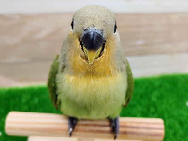 コザクラインコさん(オレンジフェイス)入荷しました❤