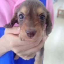 ミニチュアダックス(チョコレート&タン) 女の子♪