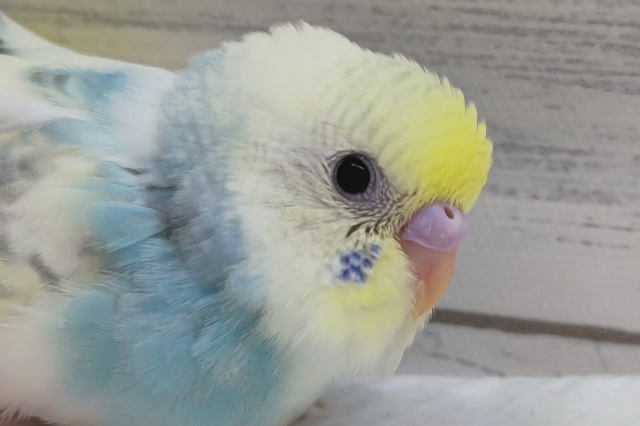 黄色いおでこが可愛らしい〜🌈　セキセイインコ(パステルレインボーパイド)