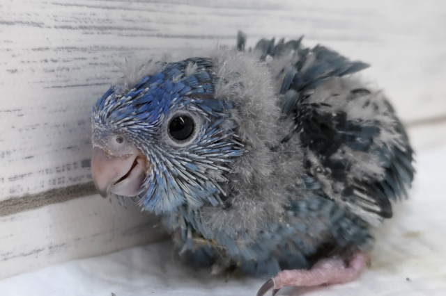 キラッと輝くブルーカラー💙　サザナミインコ(コバルト)