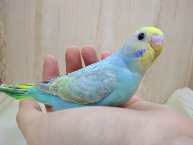 大人気です！パステルカラーセキセイさんいますよ〜