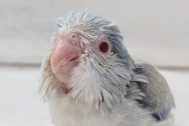 淡いブルーカラー🕊️　マメルリハインコ(ブルーパイドファロー)