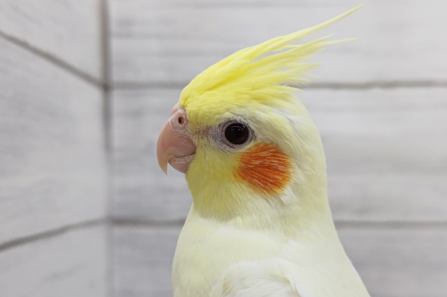 最新画像あり！　赤い瞳がキュート❤️　オカメインコ(ルチノー)