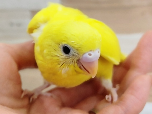 最新画像更新☆セキセイインコ(ダブルファクター)のヒナ入荷しました〜❤