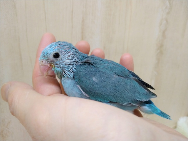 可愛いマメちゃんブルーの女の子が来ましたよ〜