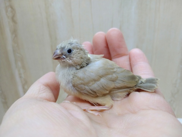 今だけです！フヨフヨヒナ毛が可愛いキンカ鳥ヒナいますよ〜シナモン