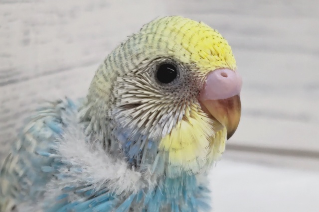 黒い模様がポイントです〜🖤　セキセイインコ(パステルレインボースパングル)