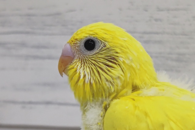 ヒヨコみたいなフォルム💛　セキセイインコ(ダブルファクター)