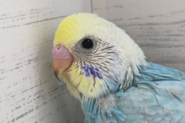 圧倒的美しさ〜🌈　セキセイインコ(パステルレインボー)