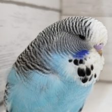 ダイナミックボディ🐥　ジャンボセキセイインコ(ノーマルブルー)