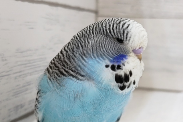 ダイナミックボディ🐥　ジャンボセキセイインコ(ノーマルブルー)