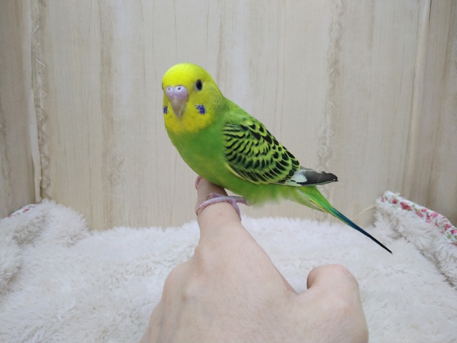 最新動画あります！まーるいおメメの優しい子！セキセイインコの「ミドリちゃん」いますよ〜