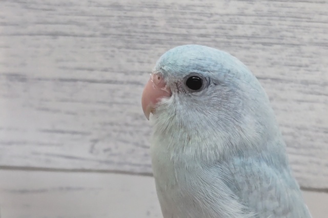 最新画像あり！　目を引くカラーリング🤍　マメルリハインコ(アメリカンホワイト)