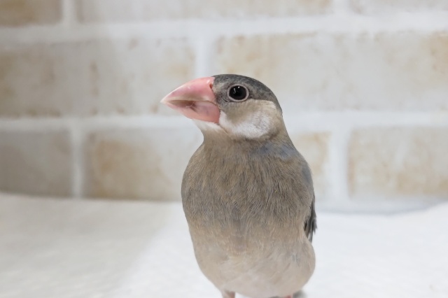 最新画像あり！　あと１羽！モリモリごはん食べます〜🌸　桜文鳥