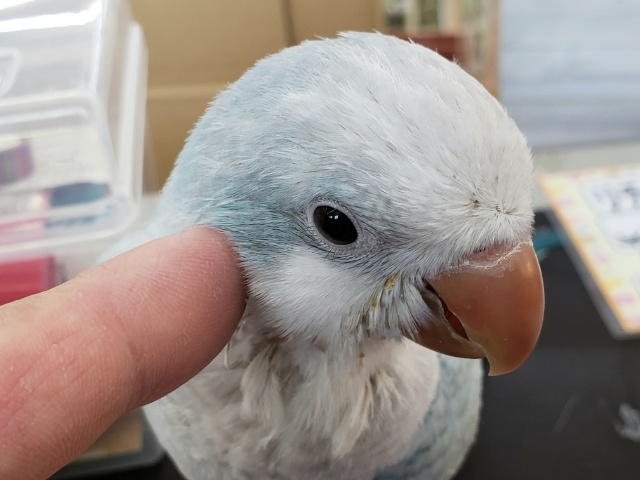 淡〜いブルーが鮮やかです💙　オキナインコ(ブルーオパーリン)