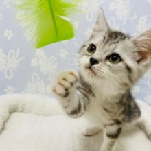 猫じゃらしパーンチ♪スコティッシュフォールドくん！