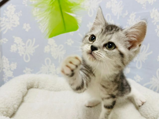 猫じゃらしパーンチ♪スコティッシュフォールドくん！