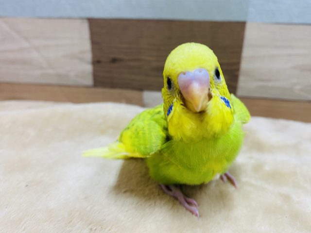 とにかく元気いっぱいのセキセイインコやって来ました！！