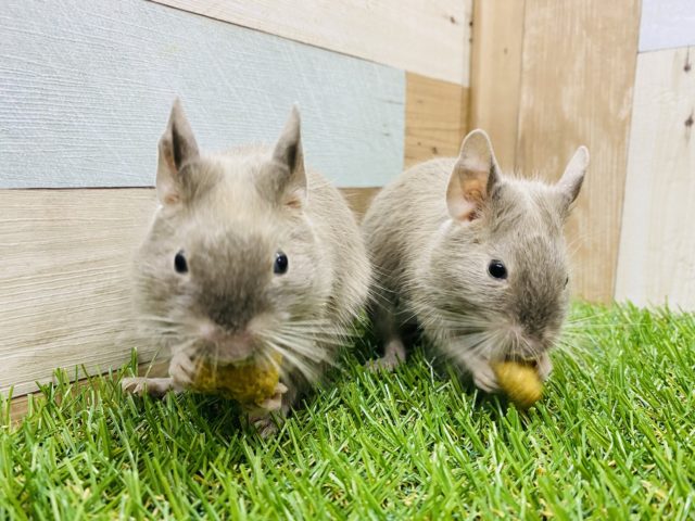 仲良しチョコレートデグー兄弟やって来ました〜