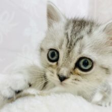 怖がりさんの甘ったれ♥スコティッシュフォールドちゃん！