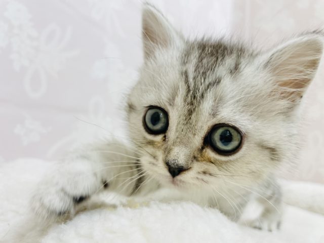 怖がりさんの甘ったれ♥スコティッシュフォールドちゃん！