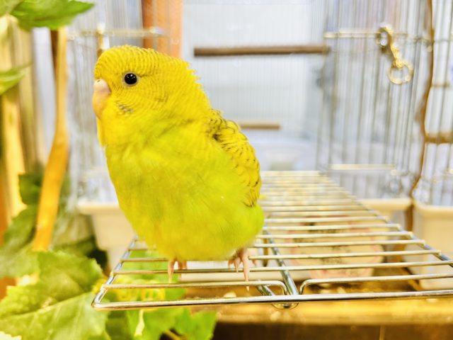 【最新画像あり！祝☆一人餌】むっちり♫たまごちゃん風。。　セキセイインコ　スパングル～～