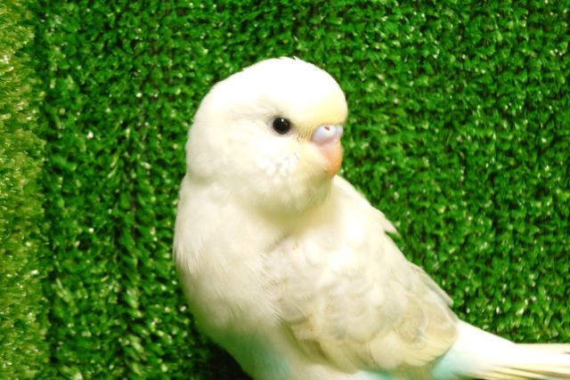 ふとした表情がなんだか、優しいね～ぇ　セキセイインコ　パステルレインボーハルクイン♫