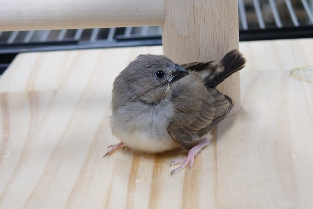 ちょっとオトナぶりたい？？　キンカチョウ〜〜
