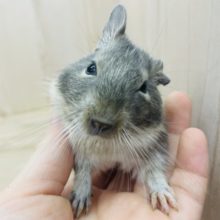 ででーん！うっとり顔がかわいい！　デグー　ブルーパイド