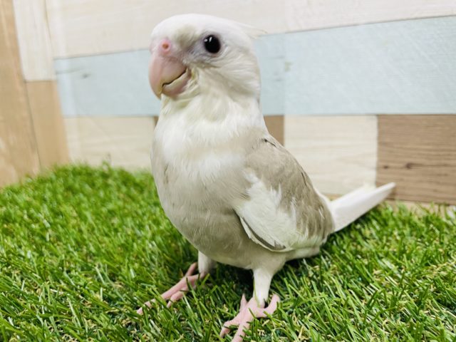 ベタ馴れの予感がします☆オカメインコのホワイトフェイスシナモンパイド