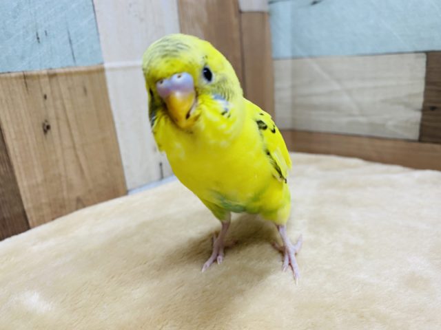 とっても元気なセキセイさんです☆セキセイインコイエローハルクイン♪